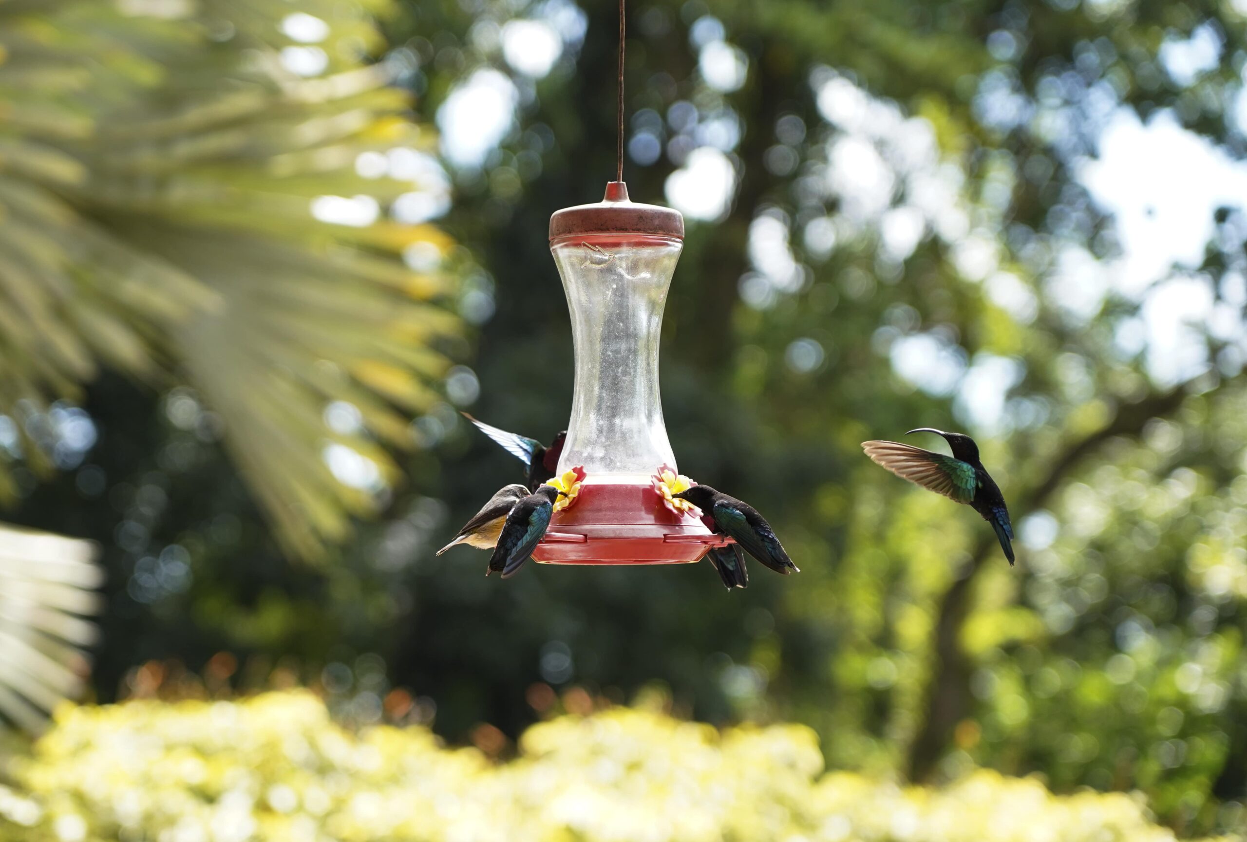 Martinique-hummingbirds